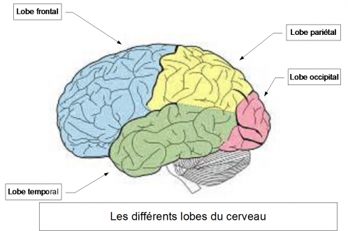 Lobes cerveau