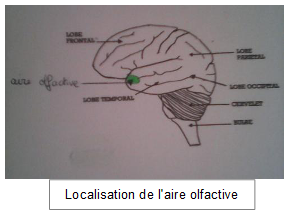 Localisat aire olfactive