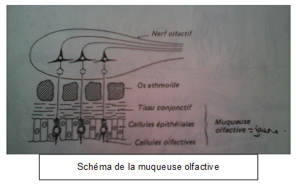 Schéma de la muqueuse olfactive