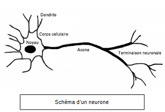 Schéma du neurone