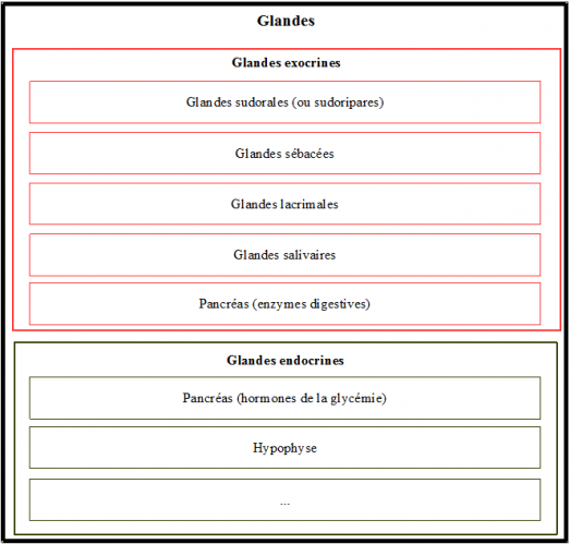 Schema bilan glandes 2