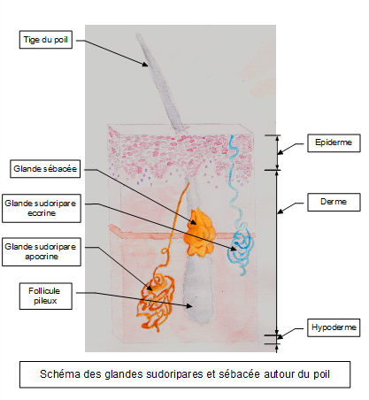 Schema glandes poil 2